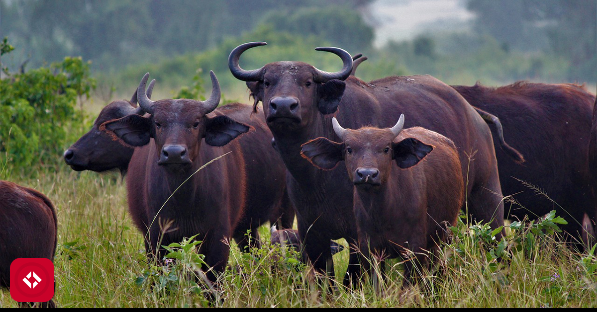 Hello World in GNU Make